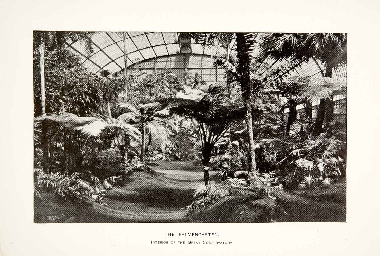 1890 Print Palmengarten Interior Frankfurt Great Conservatory Botanical XGVA8