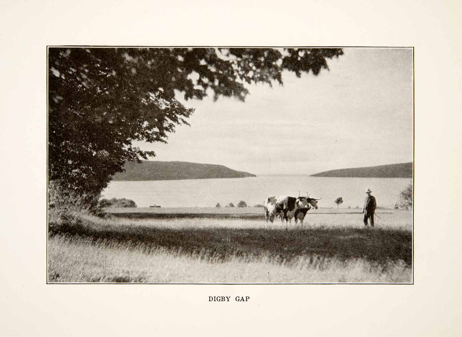 1930 Print Digby Gap Nova Scotia Canada Landscape Cow Farmer Cattle  XGVB4