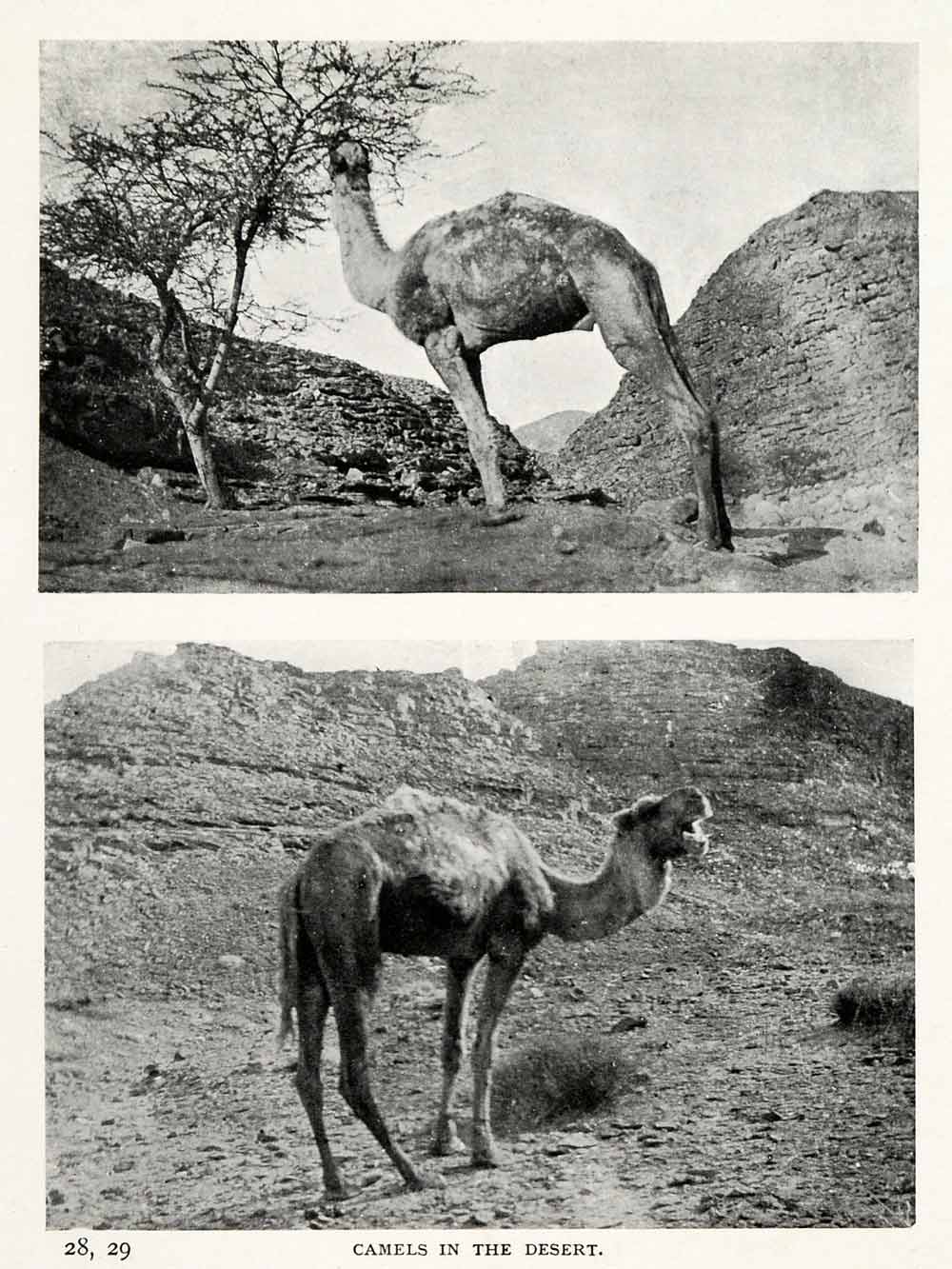 1906 Print Camels Desert Docile Thrive Water Food Distances Stamina XGW4