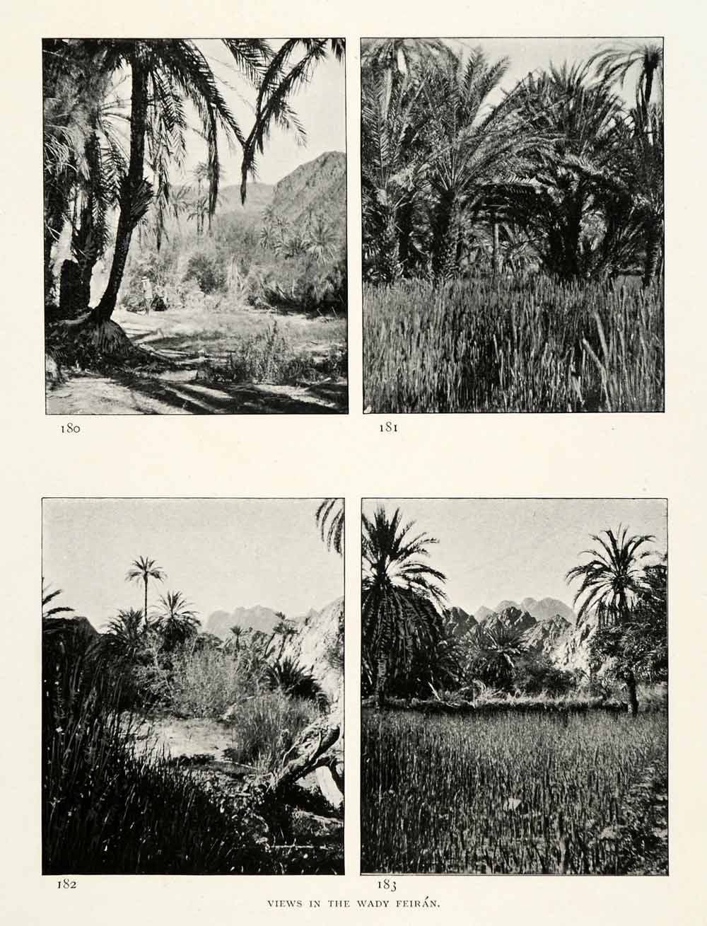 1906 Print Views Wady Feiran Sinai Egypt Landscape Trees Vegatation XGW4