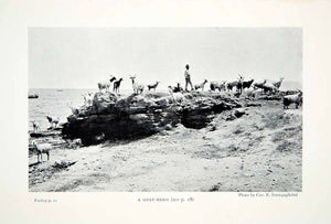 1904 Print Goat Herd Sicily Italy Animal Wildlife Landscape Rock Coast XGWA3
