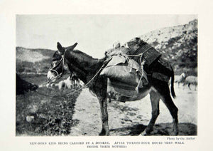1904 Print Kid Donkey Mother Sicily Italy Landscape Mule Road Animal XGWA3