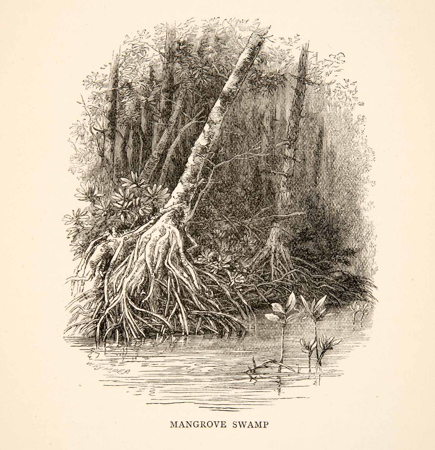 1895 Wood Engraving Mangrove Swamp Marsh Water Forest New Guinea Edward XGWB1