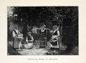 1907 Halftone Print Bulgaria Gathering Rose Kazanlik Harvesting Picking XGX5