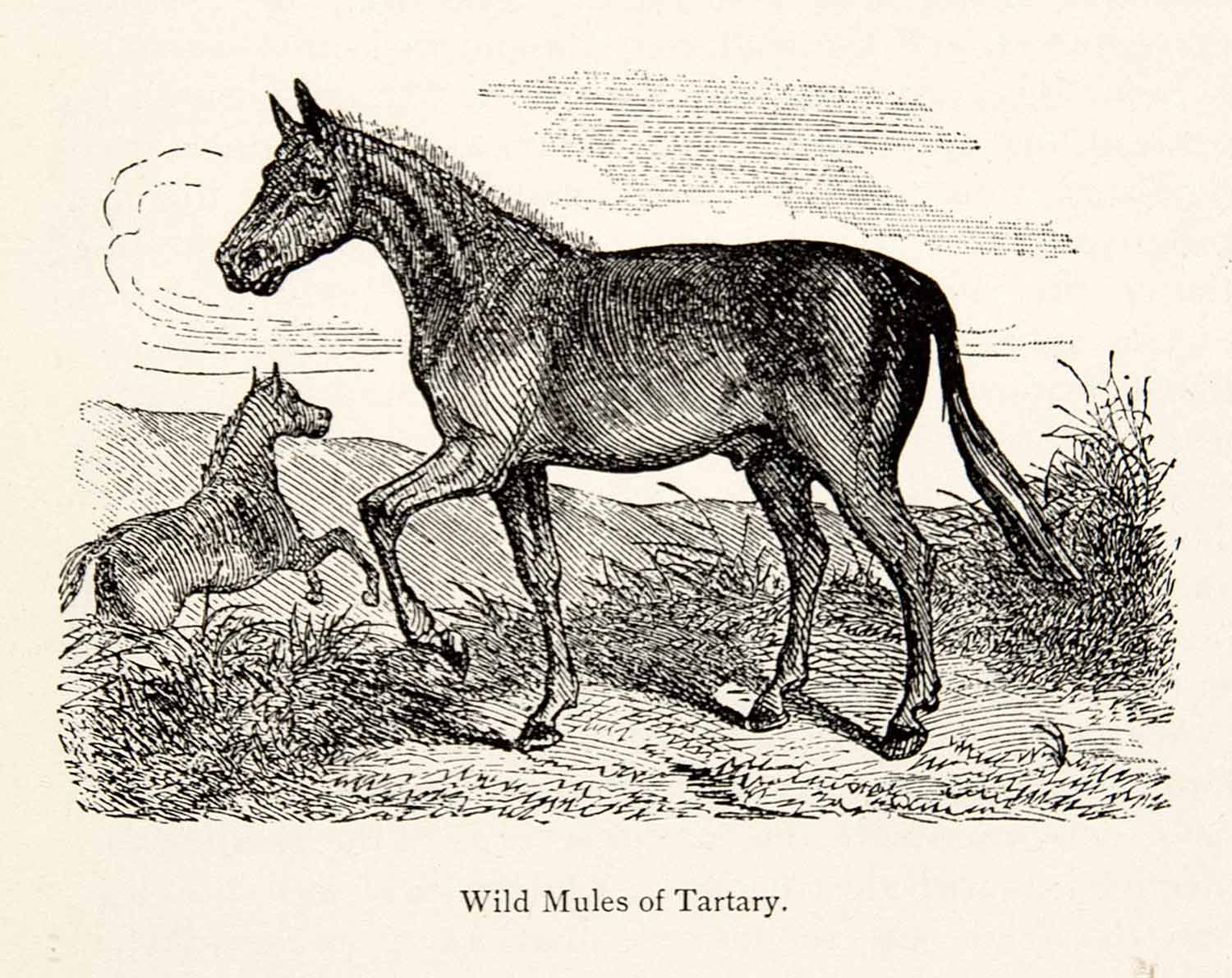 1898 Wood Engraving Wild Mules Tartary Great Steppe Tibet Donkey Upper XGXA6