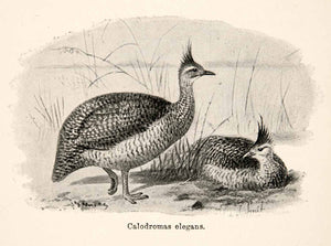 1893 Print J. Smit Eudromia Elegans Elegant Crested Martineta Tinamou Bird XGXB4
