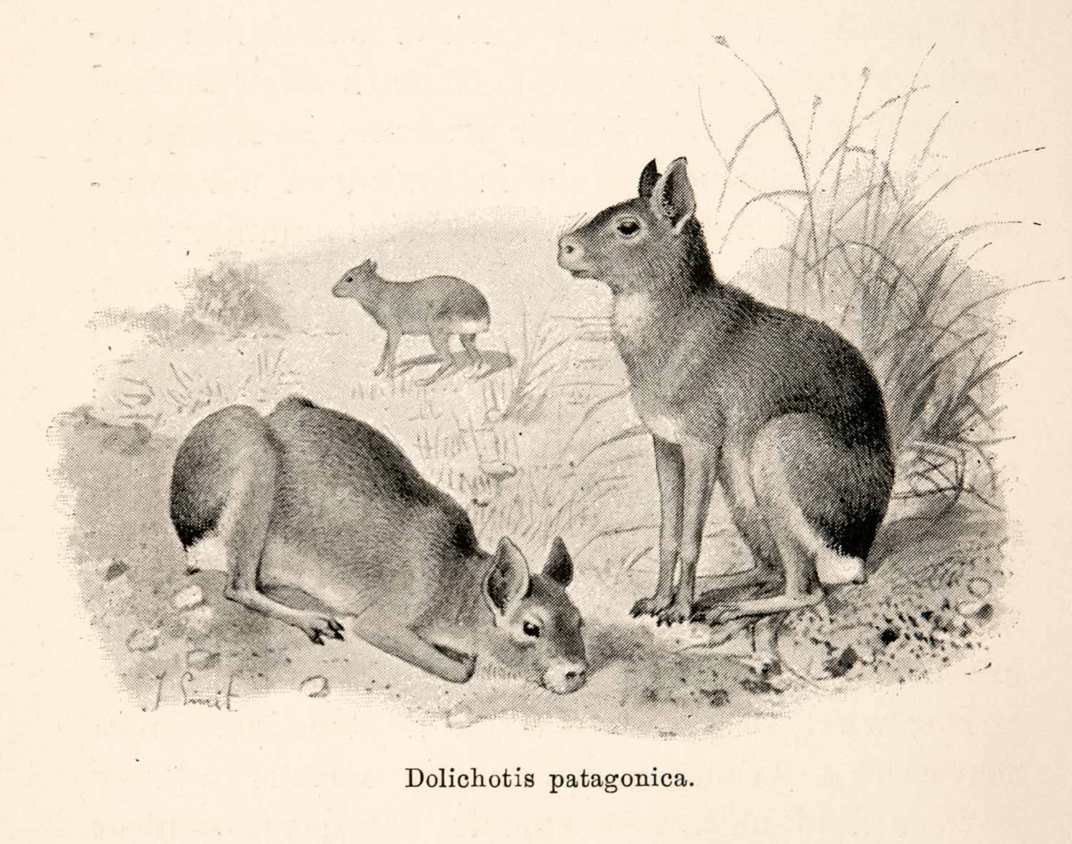 1893 Print J. Smit Dolichotis Patagonum Patagonian Mara Cavy Hare Rodent XGXB4