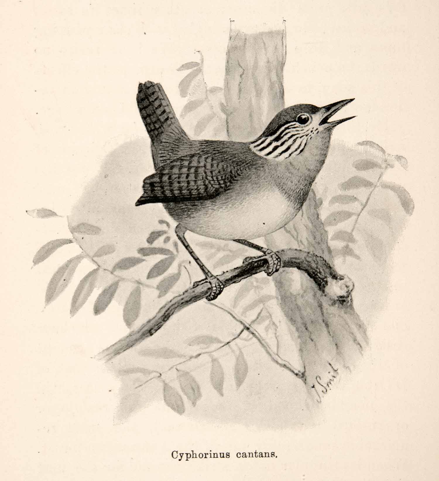 1893 Print J. Smit Cyphorinus Cantans Bird Song Branch Avifauna South XGXB4