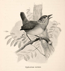 1893 Print J. Smit Cyphorinus Cantans Bird Song Branch Avifauna South XGXB4