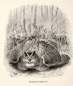 1893 Print J. Smit Magellanic Eagle Lesser Horned Owl Bubo South America XGXB4