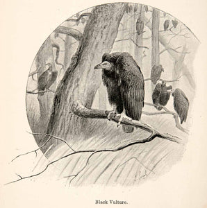 1893 Print J. Smit American Black Vulture Coragyps Atratus South America XGXB4