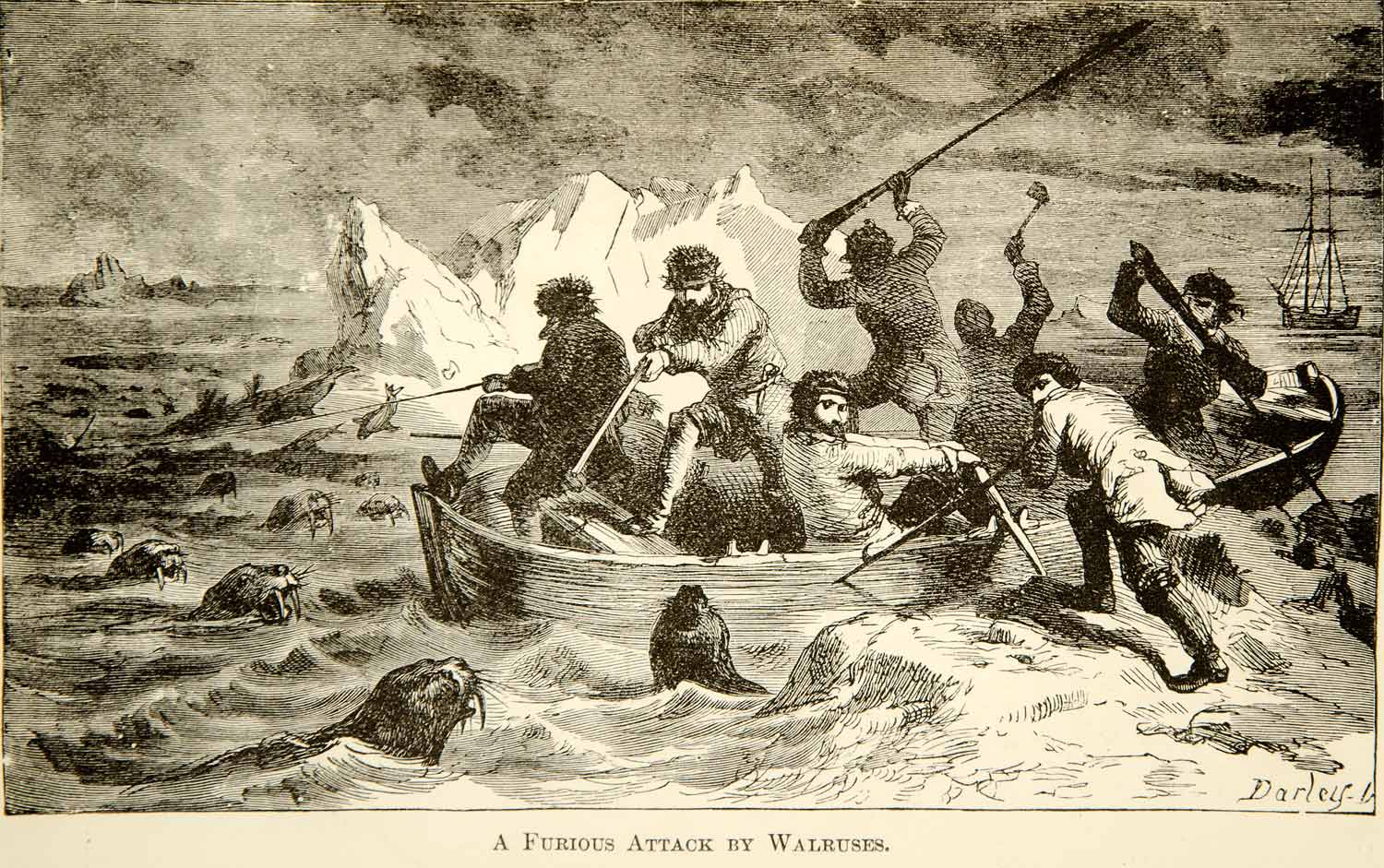 1873 Wood Engraving Attack Walrus Animal North Pole Expedition Boat Ocean XGXC4