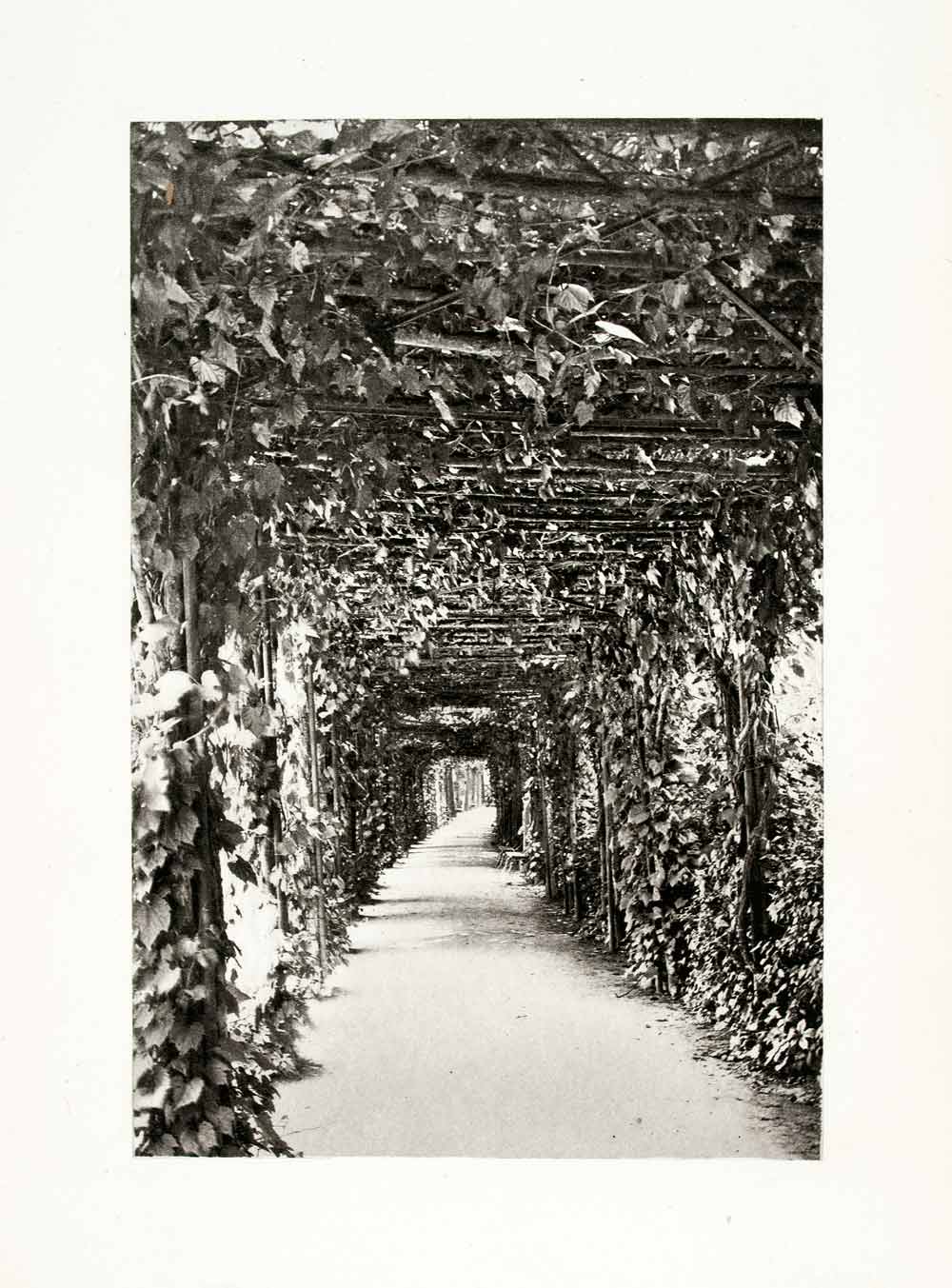 1899 Photogravure Coblentz Grape Vines Pergola Walkway Botanical Fruit XGYA5