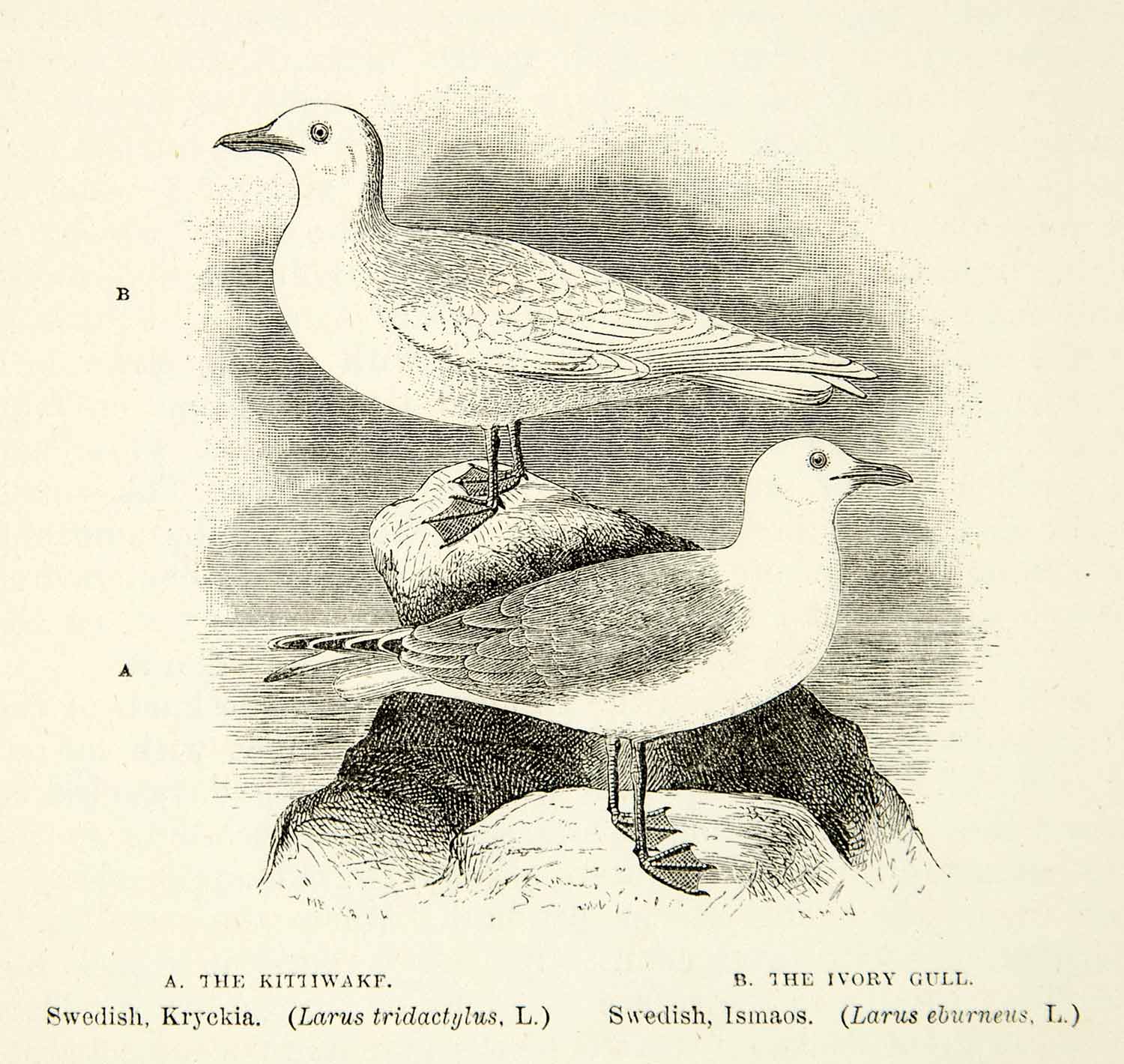 1882 Wood Engraving Art Ivory Gull Black Legged Kittiwake Bird Wildlife XGYC4