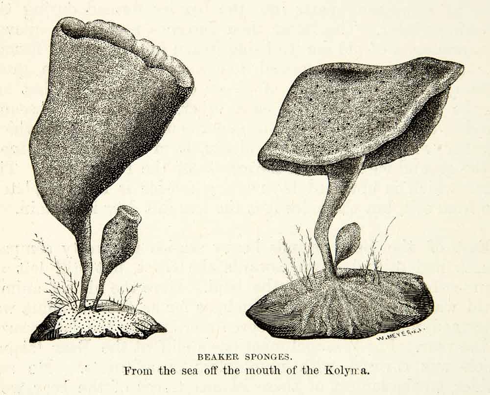 1882 Wood Engraving Art Beaker Sponges Plant Marine Botany Arctic Ocean XGYC4