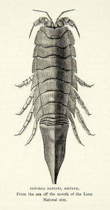 1882 Wood Engraving Art Idothea Sabinei Kroyer Sea Animal Marine Wildlife XGYC4