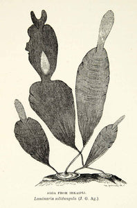 1882 Wood Engraving Art Algae Seaweed Plant Laminaria Solidungula Botany XGYC4
