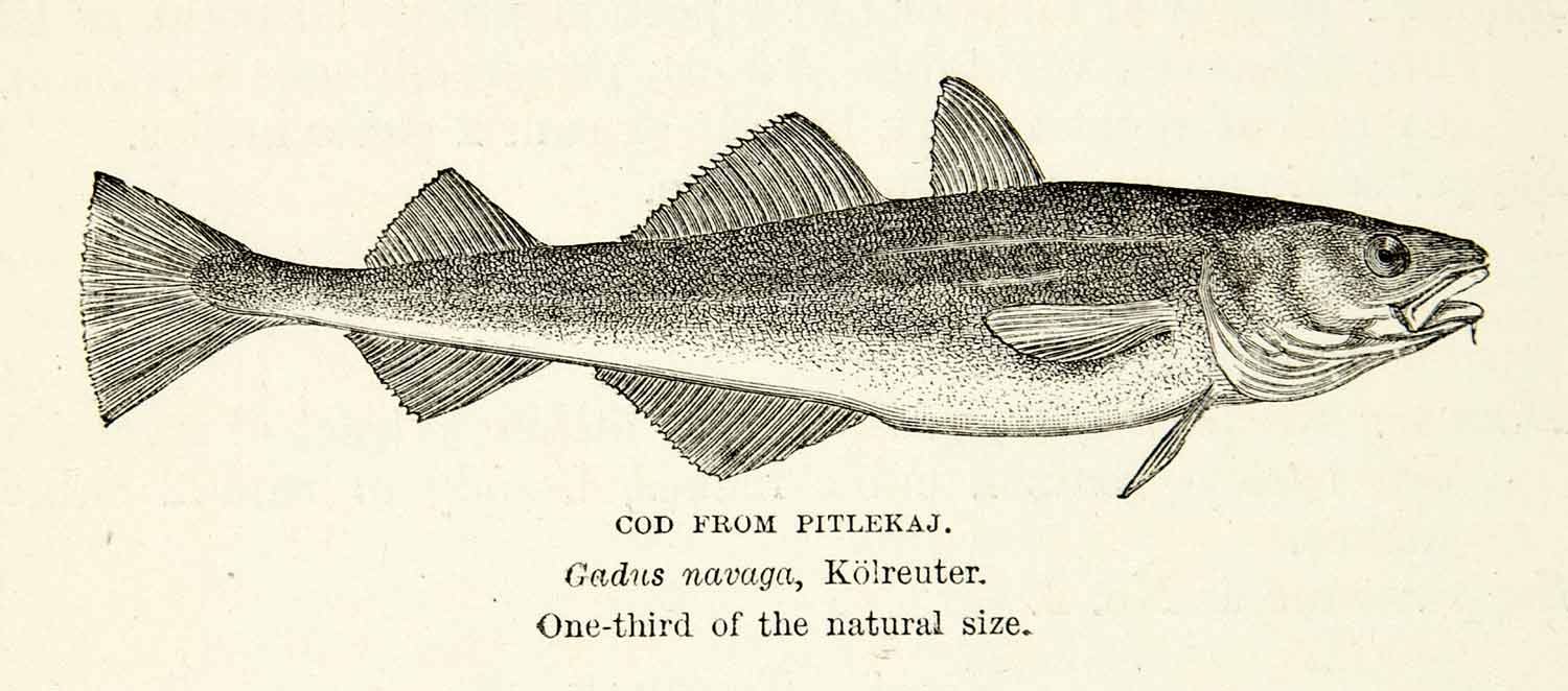 1882 Wood Engraving Art Cod Fish Marine Wildlife Biology Gadus Navaga XGYC4