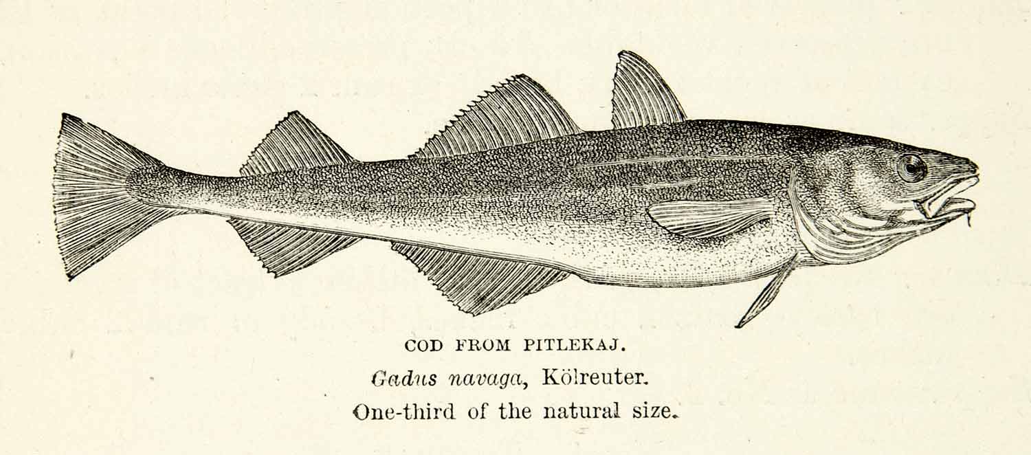 Navaga Fish 1882 Wood Engraving Art Cod Fish Marine Wildlife Biology Gadus Navaga ...