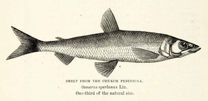 1882 Wood Engraving Art Fish Smelt Osmerus Eperlanus Marine Wildlife XGYC4