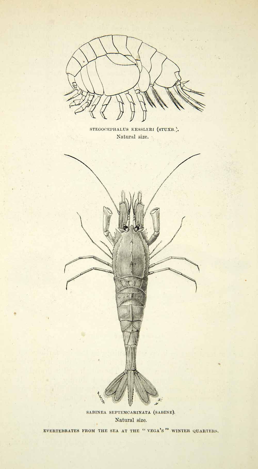 1882 Wood Engraving Stegocephalus Kessleri Sabinea Septemcarinata Marine XGYC4
