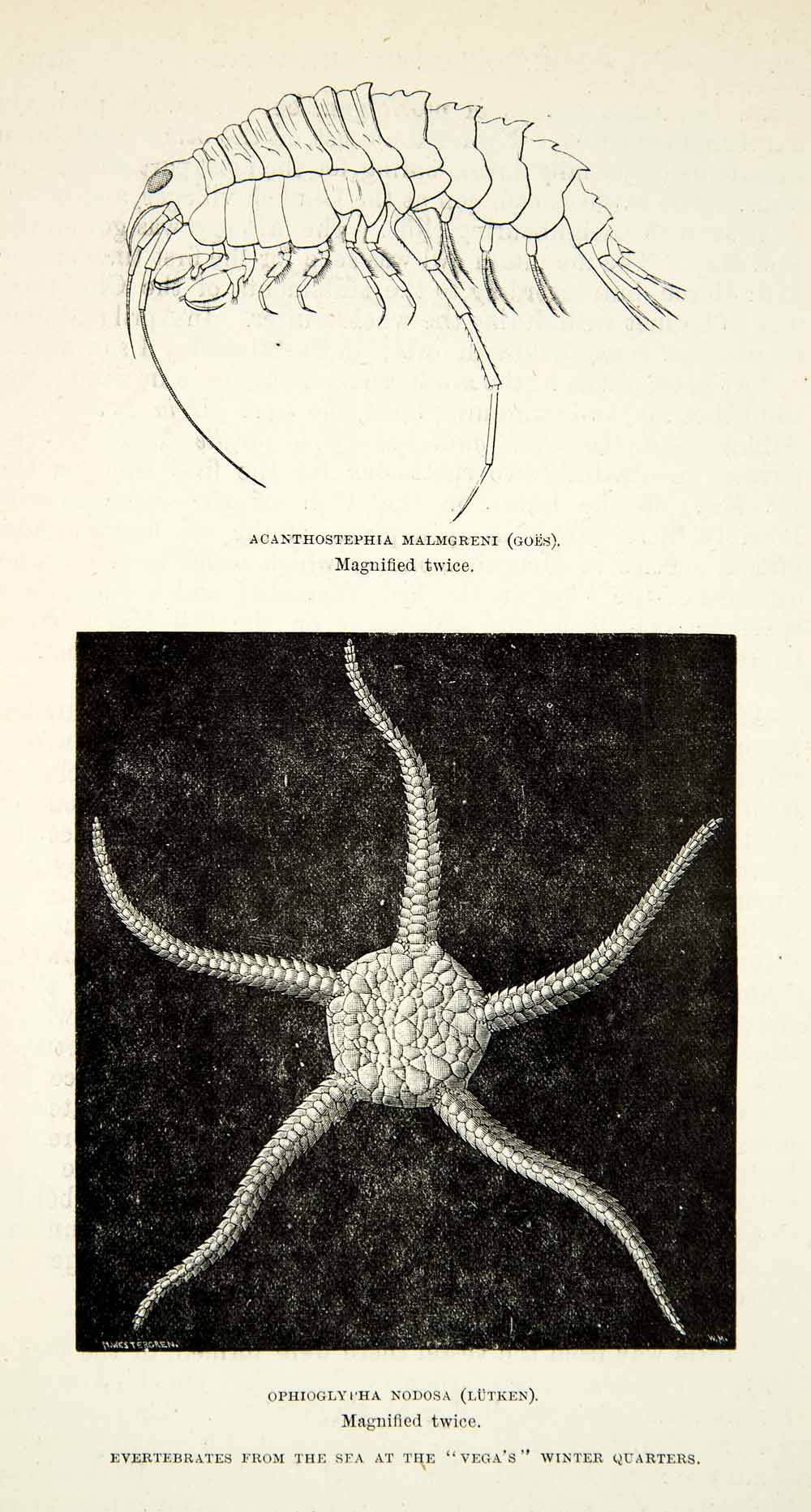 1882 Wood Engraving Acanthostephia Malmgreni Ophioglypha Nodosa Marine XGYC4