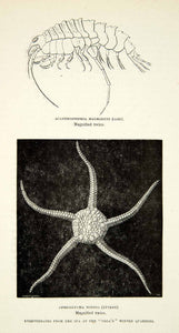 1882 Wood Engraving Acanthostephia Malmgreni Ophioglypha Nodosa Marine XGYC4