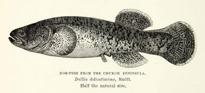 1882 Wood Engraving Art Dogfish Dallia Delicatissima Marine Animal Arctic XGYC4