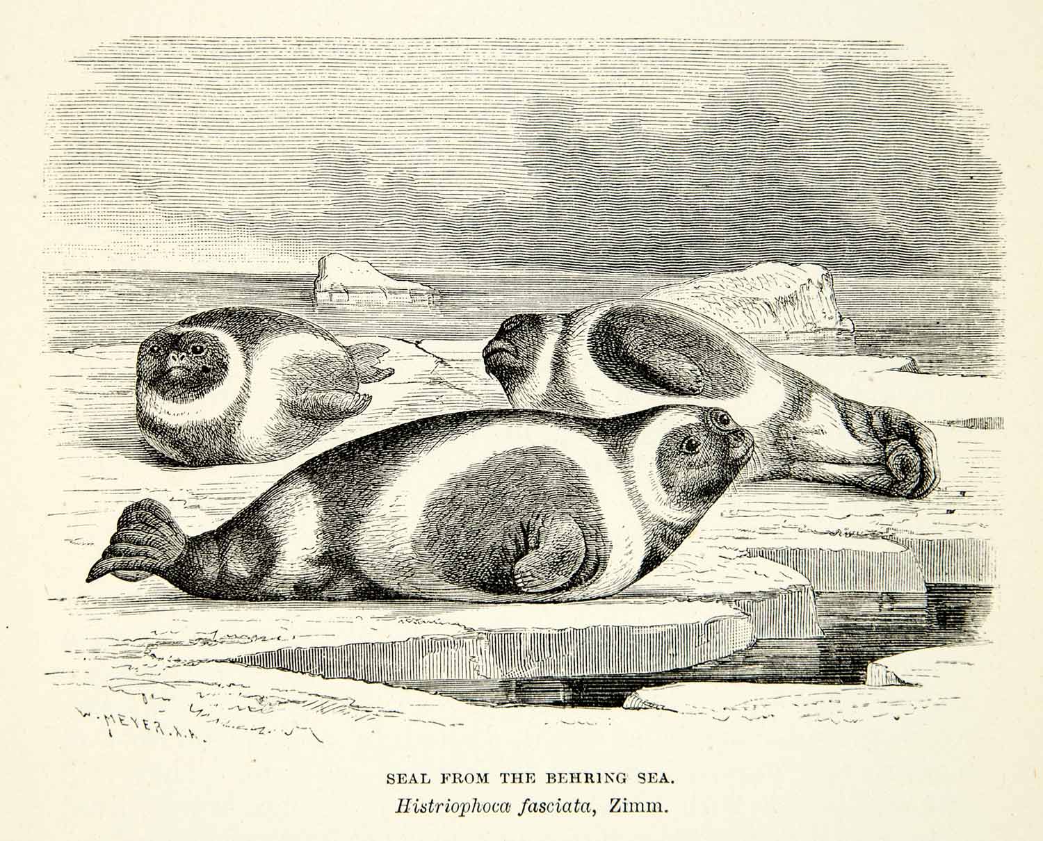 1882 Wood Engraving Art Ribbon Seal Histriophoca Fasciata Animal Marine XGYC4