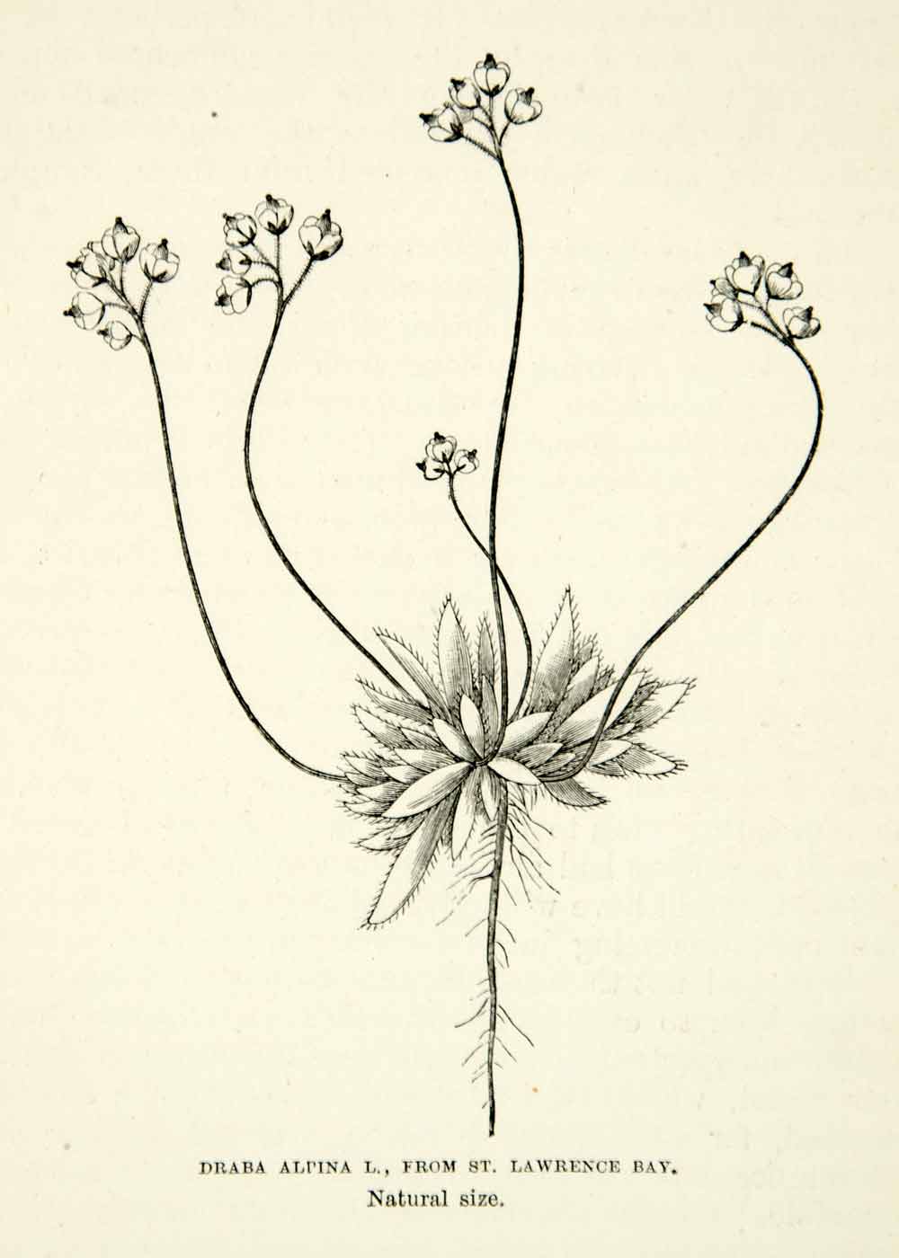 1882 Wood Engraving Art Draba Alpina L Botanical Flower Plant Naturalist XGYC4