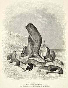 1882 Wood Engraving HW Elliot Art Sea Bear Northern Fur Seal Callorhinus XGYC4