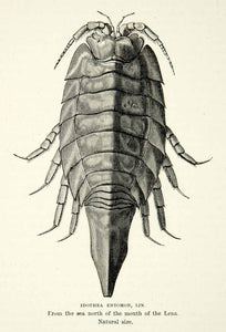 1882 Wood Engraving Art Idothea Entomon Arctic Marine Animal Creature XGYC4