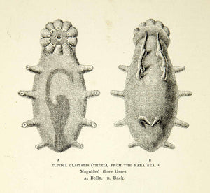 1882 Wood Engraving Elpidia Glacialis Theel Arctic Polar Marine Species XGYC4