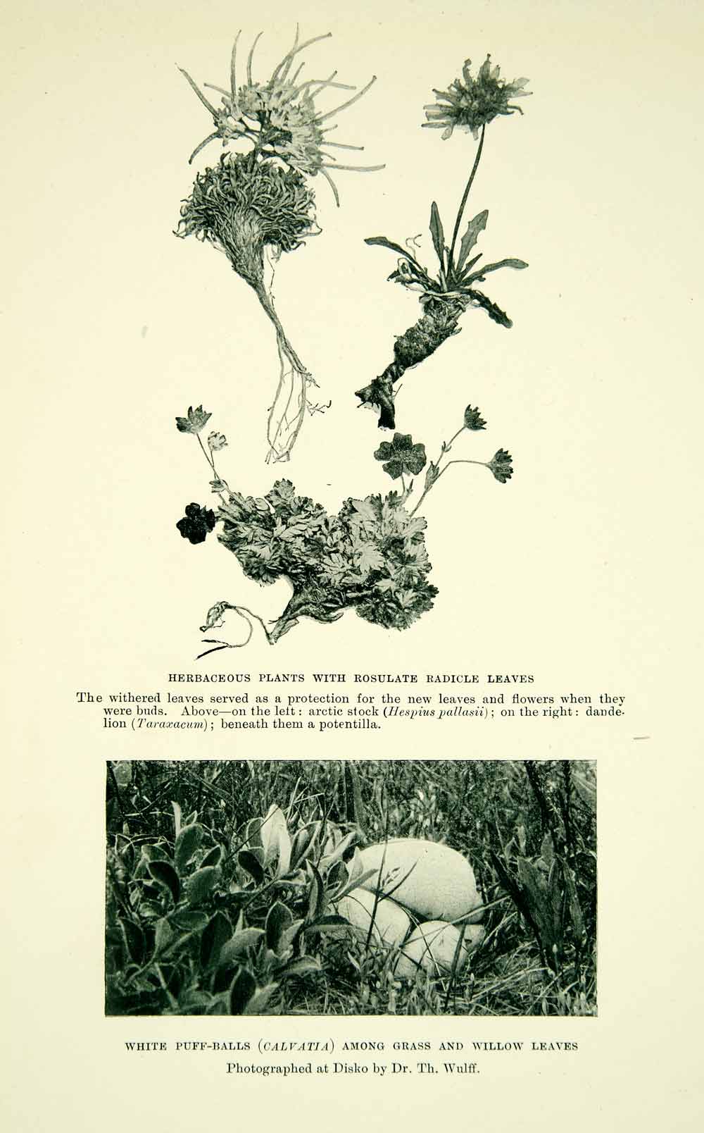1921 Print Dandeloin Calvatia Puff Ball Greenland Hespius Pallasii XGYC8