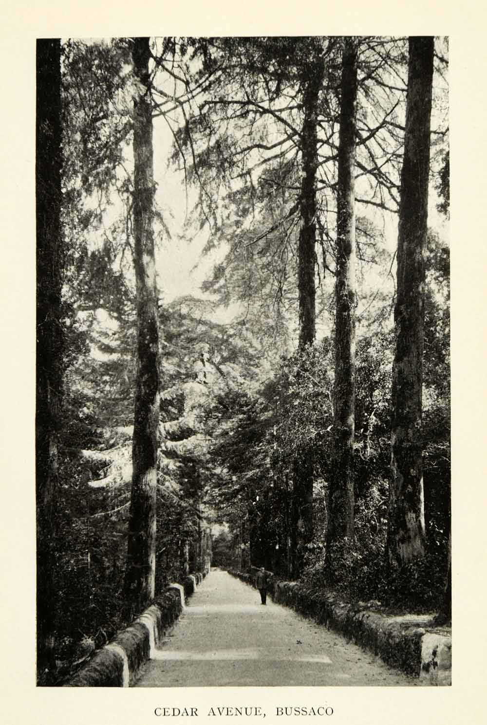 1915 Print Bussaco Portugal Cedar Avenue Park Forestry Nature Historic XGZ2
