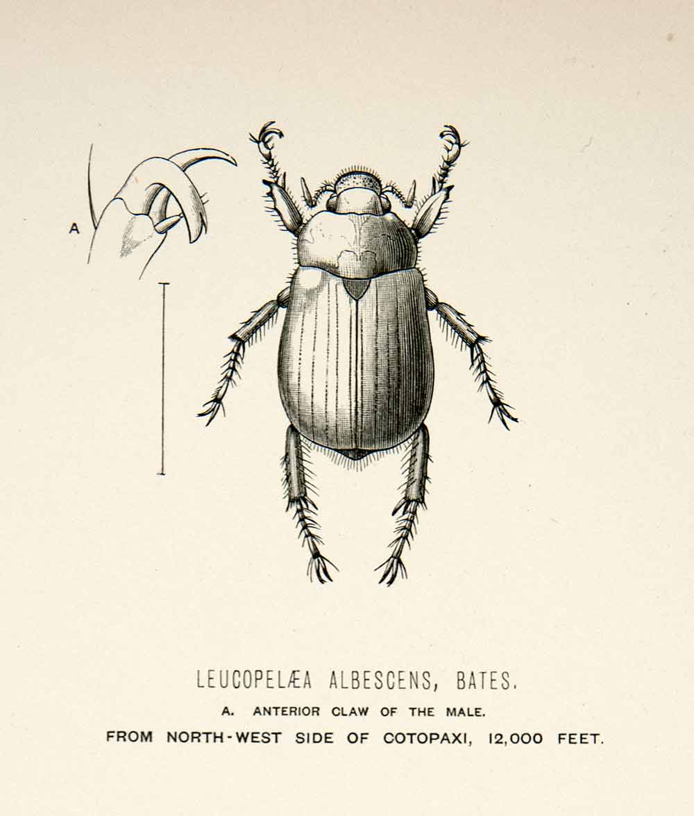 1891 Wood Engraving Whymper Bates Beetle Leucoelaea Albescens Male XGZA1