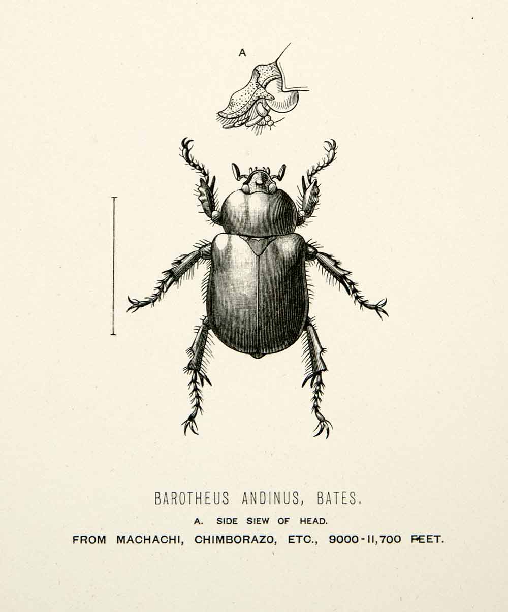 1891 Wood Engraving Whymper Bates Barotheus Andinus Side View Head Beetle XGZA1