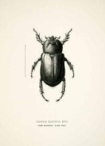 1891 Wood Engraving Bates Whymper Baryxenus Aequatorius Beetle Andes XGZA1 - Period Paper
