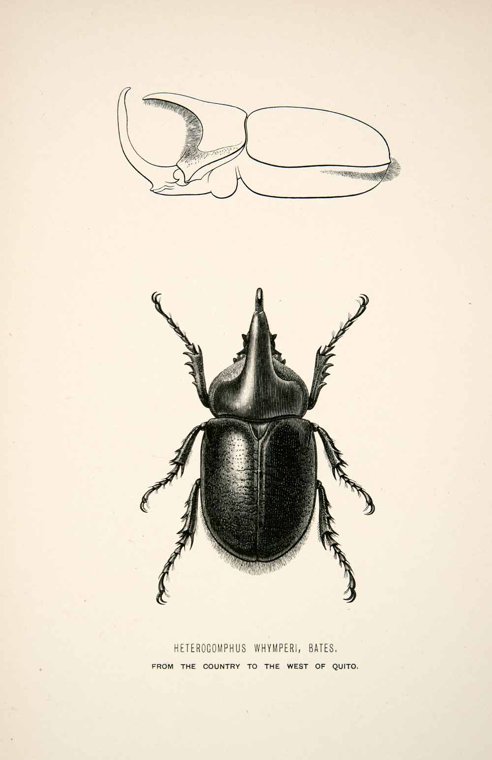 1891 Wood Engraving Whymper Bates Heterocomphus Whymperi Beetle Andes XGZA1