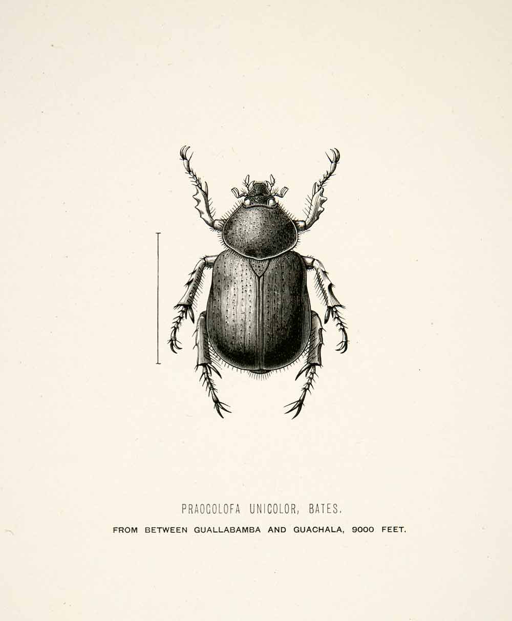 1891 Wood Engraving Bates Whymper Praocolofa Unicolor Beetle Andes XGZA1