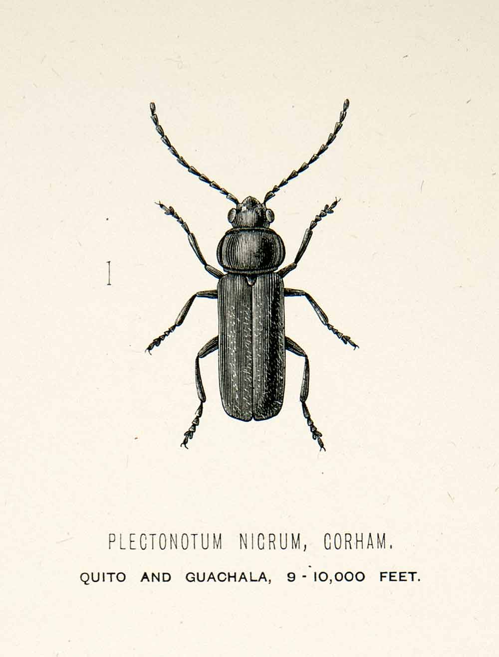 1891 Wood Engraving Gorham Whymper Entomology Plectonotum Nicrum Andes XGZA1