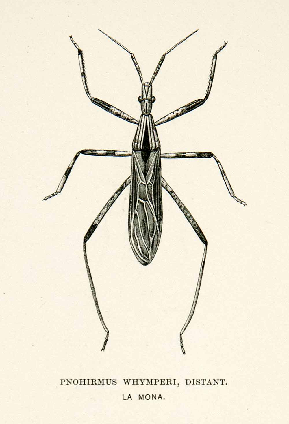 1891 Wood Engraving Distant Whymper Pnohirmus Whymperi Beetle Entomology XGZA1