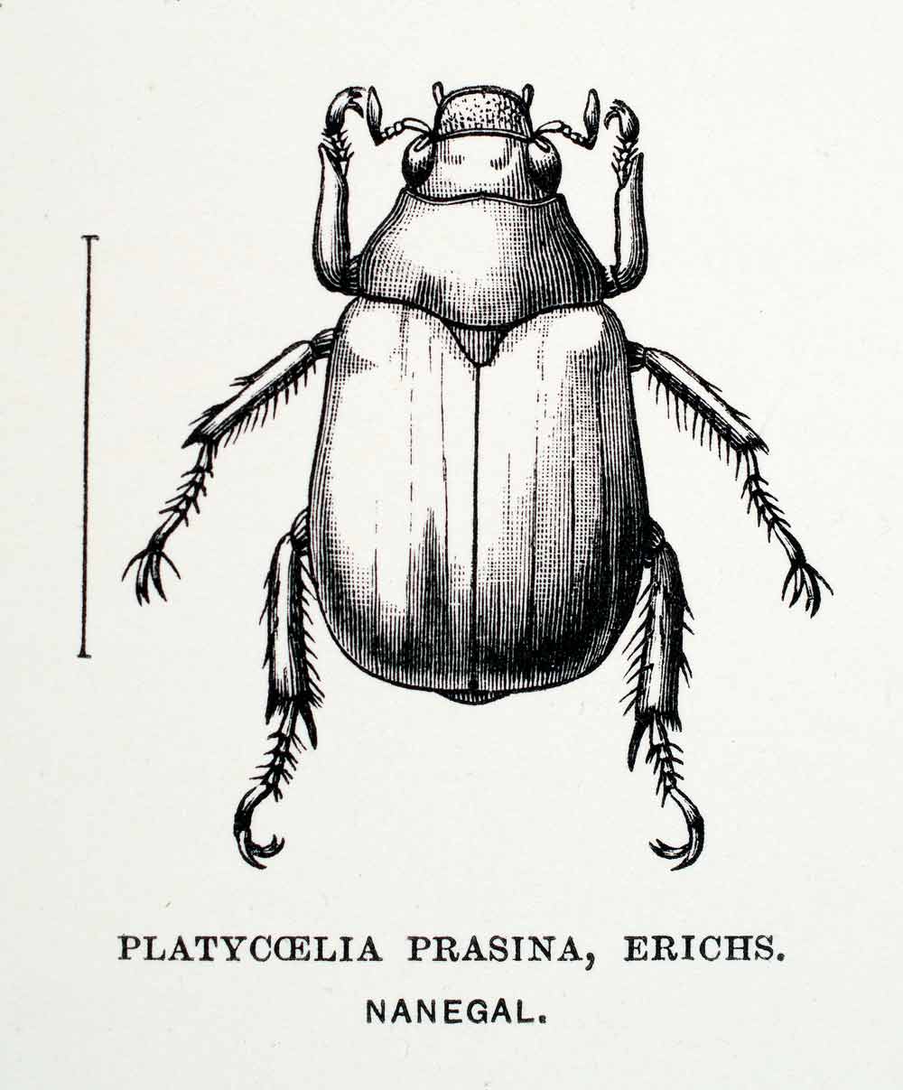 1891 Wood Engraving Edward Whymper Erichs Platycoelia Prasina Beetle XGZA1
