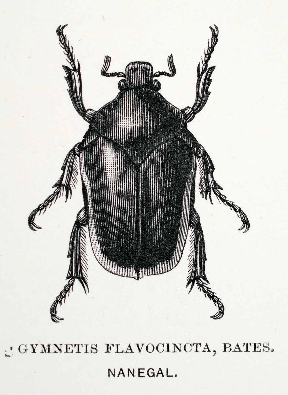 1891 Wood Engraving Gymnetis Flavocincta Bates Beetle Edward Whymper XGZA1