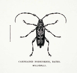 1891 Wood Engraving Carneades Nodicornis Bates Insect Bug Edward Whymper XGZA1