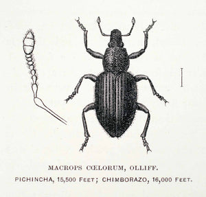 1891 Wood Engraving Macrops Coelorum Olliff Insect Bug Edward Whymper Art XGZA1