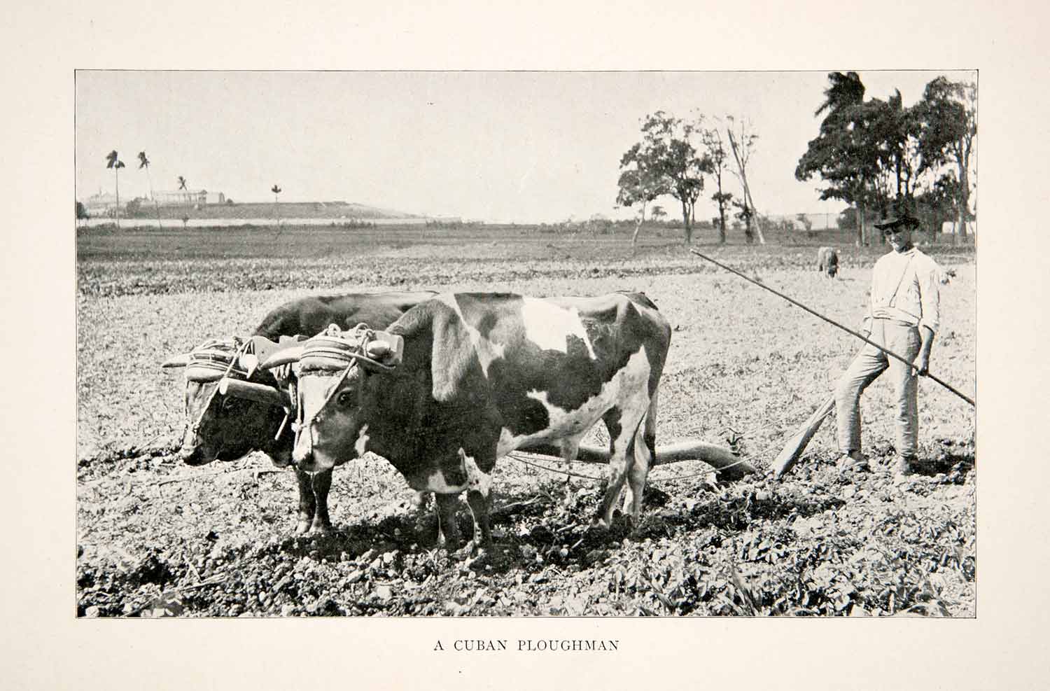 1898 Print Cuba Republic Caribbean Ox Plow Cuban Ploughman Farmer Cow XGZA7