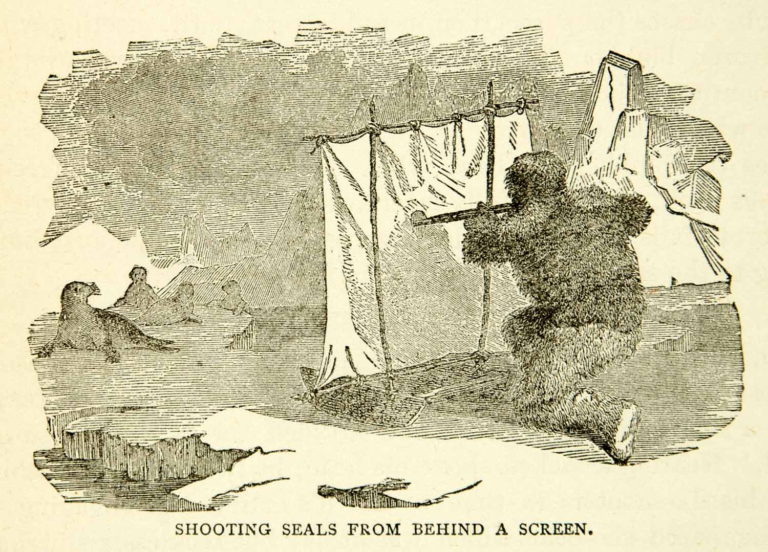 1884 Wood Engraving Hunting Shooting Seals Screen Arctic Technique XGZC7