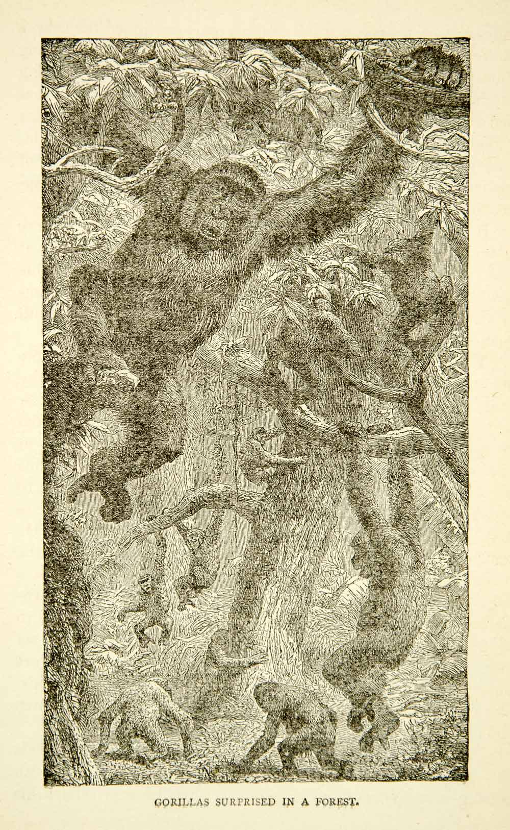 1884 Wood Engraving Gorilla Africa Jungle Ape Animal Tree Swinging Forest XGZC7