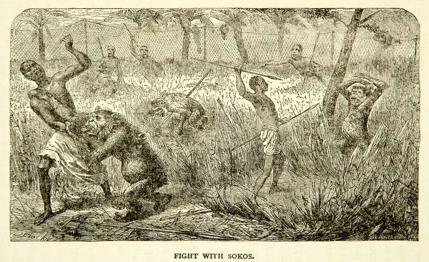 1884 Wood Engraving Soko Chimpanzee Fight Native Africa Tribal Net Animal XGZC7